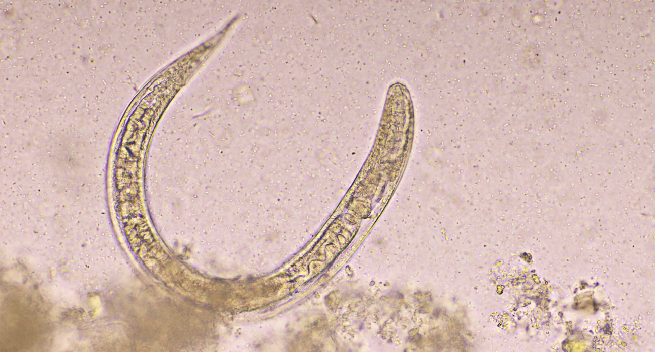 Fully Automated Analysis of Antiparasitic Drugs in Dried Blood Spots
