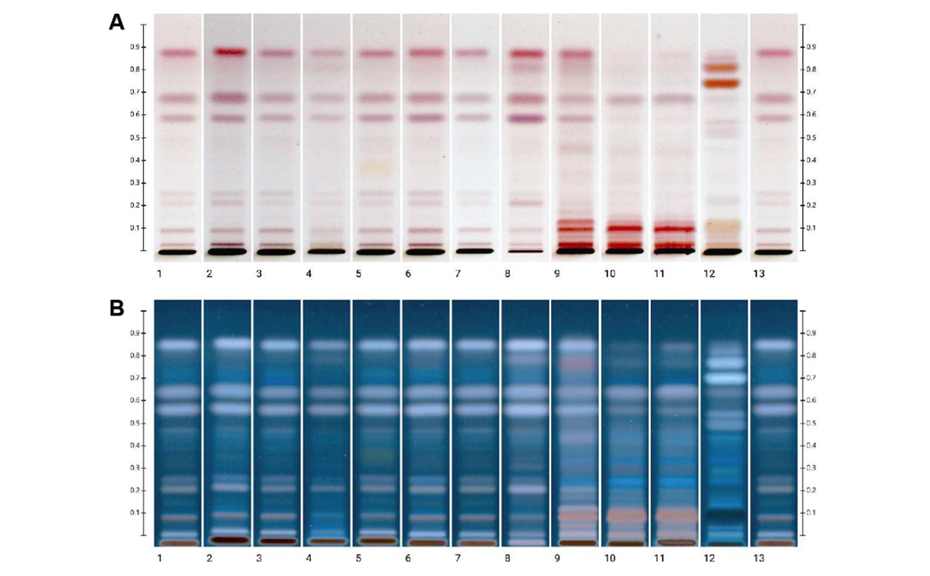 HPTLC fingerprints: in white light (A) and UV 366 nm (B) after derivatization with sulfuric acid reagent; Tracks 1, 7 & 13: Botanical reference material; track 2: sample 1, track 3: sample 6, track 4: sample 8, track 5: sample 9, track 6: sample 10, track 8: sample 7, track 9: sample 2, track 10: sample 3, track 11: sample 4, track 12: sample 5