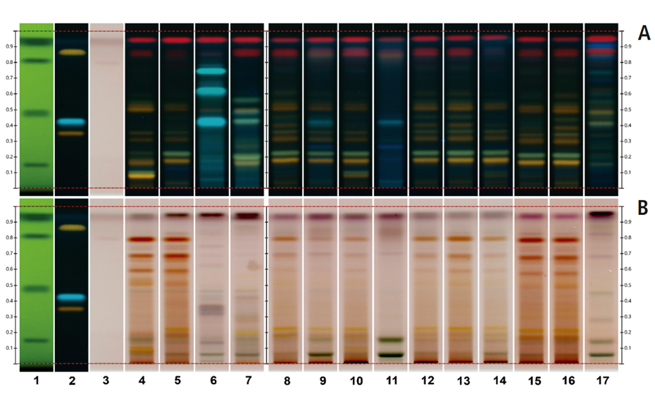Chromatograms of the UHM in UV 254 nm (track 1), rutin, chlorogenic acid, and quercetin in UV 366 nm after derivatization with NP reagent (track 2, with increasing RF), epicatechin 28 μg/mL post derivatization with anisaldehyde on top of NP reagent (track 3), Monteverdia ilicifolia botanical reference material (BRM) (track 4), Monteverdia aquifolia BRM (track 5), Citronella gorgonha BRM (track 6), Jodina rhombifolia BRM (track 7) and herbal products tested from Brazilian market (tracks 8–16) and from USA (track 17). BRMs and samples in longwave UV after derivatization with NP reagent (A) and in white light after derivatization with NP + AS (B).