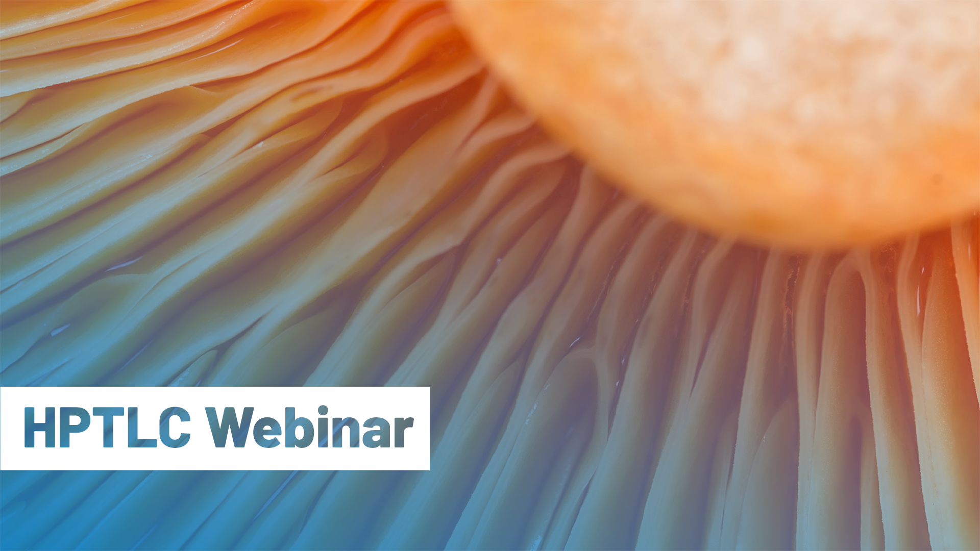 camag-nammex-webinar-thumb